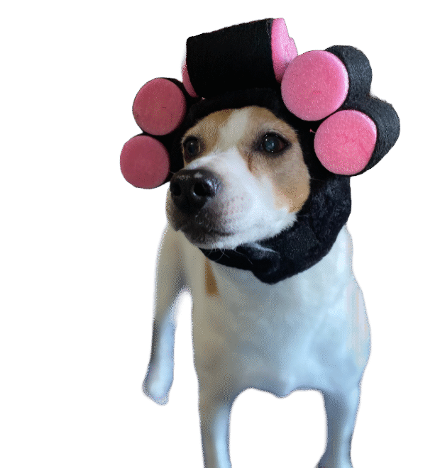 Indi, the HomePlace mascot dog in a hat with curlers.