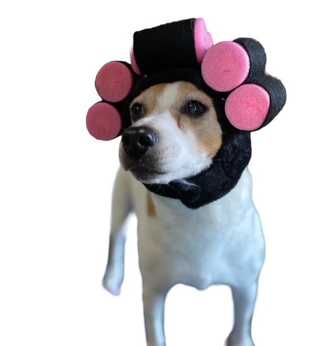 Indi, the HomePlace mascot dog in a hat with curlers.